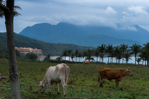 Grazende koeien aan de oostkust van Taiwan met de bergen op de achtergrond