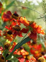 Red flowers catching the sun