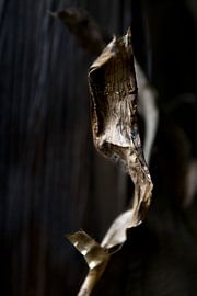 Flower detail by Anke Helmich