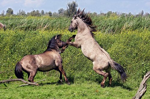 survival of the toughest