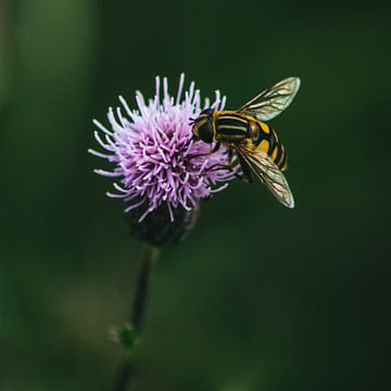 The Beauty of Distels van Giovanni Arons