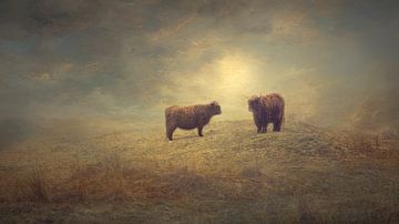 Highlander écossais dans les dunes sur eric van der eijk