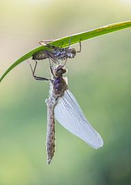 Pas uitgeslopen Smaragdlibel by Marcel Klootwijk