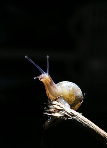 Macrofoto slak op stokje tegen zwarte achtergrond