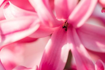 Close up van een roze hyacint. van Erik de Rijk