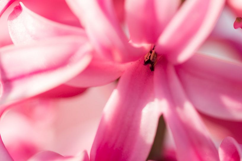 Close up van een roze hyacint. van Erik de Rijk