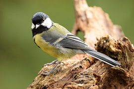 Kohlmeise von Cynthia van Deudekom