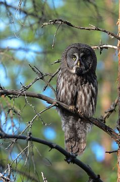 Hibou de Laponie sur Elvira Werkman