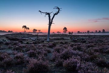 Nationaal park De Loonse en Drunense Duinen - 2 van Nuance Beeld