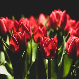 Rode Tulpen in de Nacht van Guillo Grant