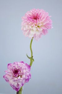 dahlias