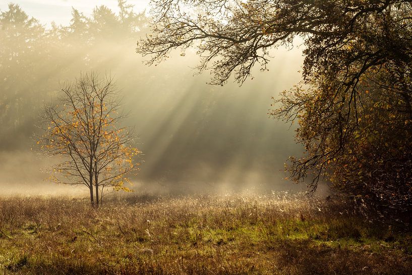 Magical light in the Bergherbos. by René Jonkhout