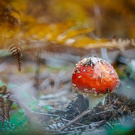 Roter Fliegenpilz unter Waldfarn mit gelber Herbstfärbung von Fotografiecor .nl