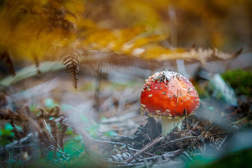 Red fly agaric among forest fern with yellow autumn coloration by Fotografiecor .nl