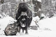 Puissant taureau à cornes sous la neige abondante dans la forêt. Bête relique polaire à cornes de gl par Michael Semenov Aperçu
