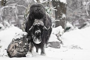 Krachtige gehoornde stier onder zware sneeuw in het bos. Ijsgehoornde poolreliëf van de ijstijd hari van Michael Semenov