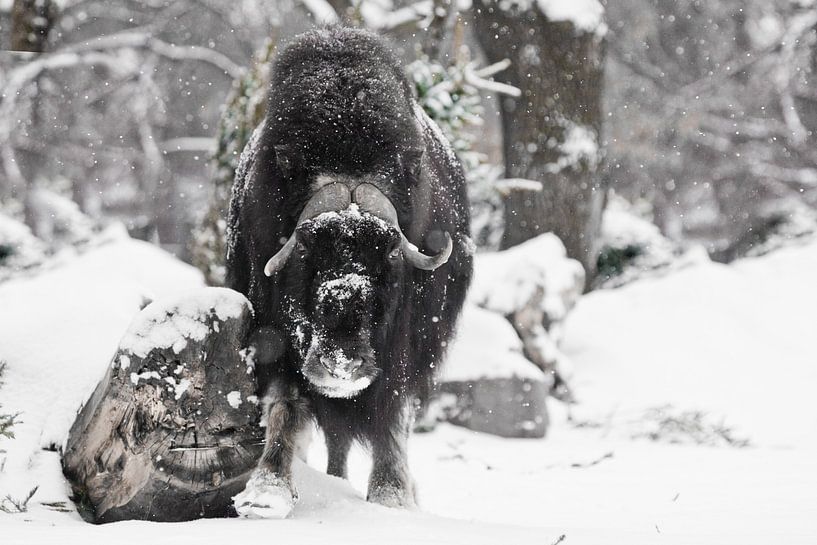 Mächtig gehörnter Stier unter schwerem Schnee im Wald. Eisgehörnte polare Reliquie des eiszeitlichen von Michael Semenov