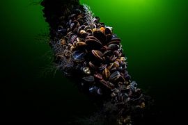 mussels by Joey Bokkers