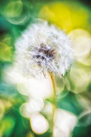 Dandelion in fairytale light by Nicc Koch