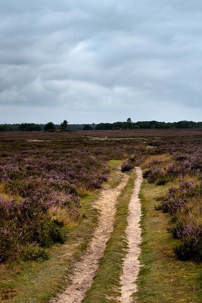A narrow path across the purple heather by Gerard de Zwaan