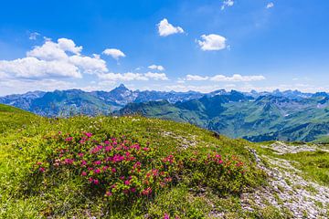 Alpenrozen en de berg Hochvogel van Walter G. Allgöwer