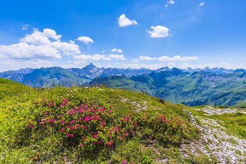 Alpenrosen und der Berg Hochvogel
