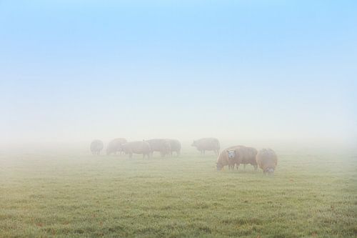 Schapen in de mist met blauwe lucht