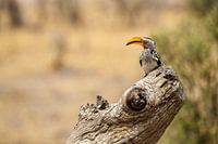 Zuidelijke Geel gefactureerde neushoornvogel