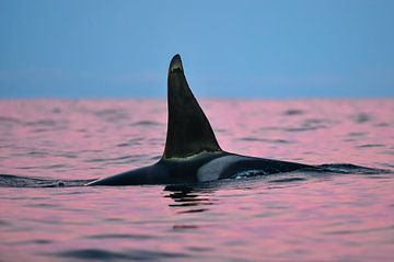 Kleurmagie en een prachtige orka fin