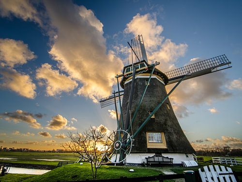 Hollandse held