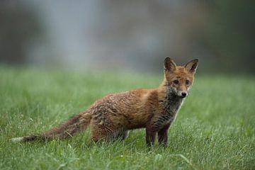 Attentive young Red Fox ( Vulpes vulpes ) hunts on a dew wet meadow, very early, misty morning, wild