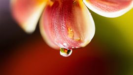 Bloemen met zonsondergang