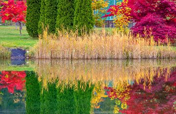 Reeds and shrubs in the mirror by Christa Kramer