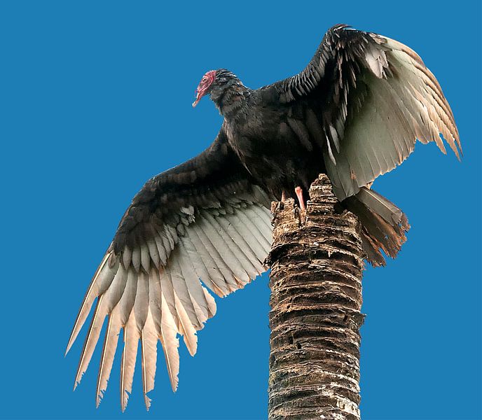 Roodkopgier von Maarten Verhees