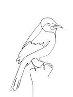 Bird in lines