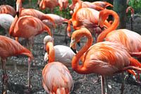 Flamingo,s