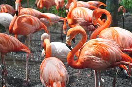 Flamingo,s van Diana Edwards