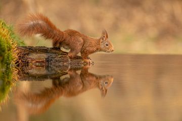 Squirrel by the water by Tanja van Beuningen