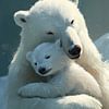 Des ours polaires dans une étreinte tendre sur HyggeHavn