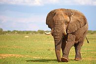 Männlicher Elefant, Etosha, Namibia von W. Woyke Miniaturansicht