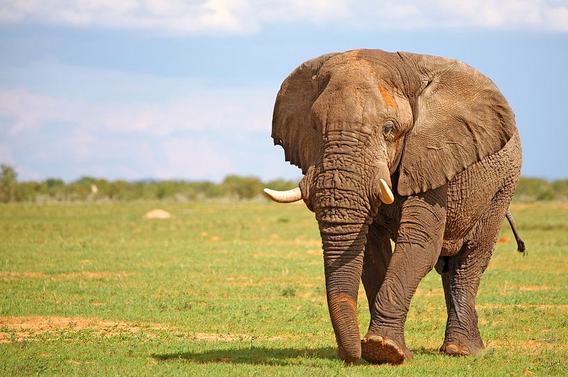 Männlicher Elefant, Etosha, Namibia von W. Woyke