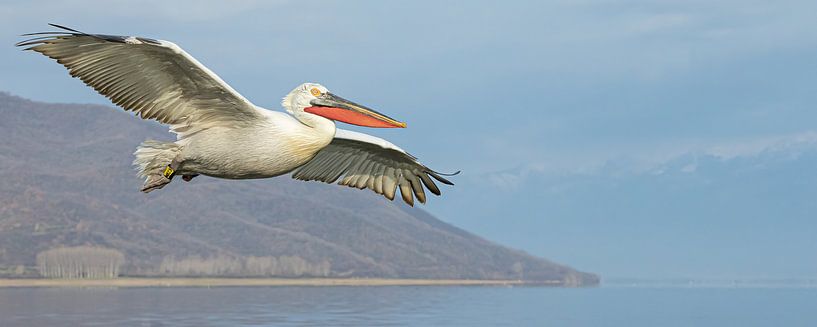Volez comme un dinosaure.  Pélican dalmatien en Grèce. par Kris Hermans