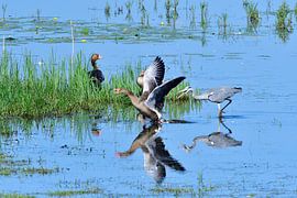 Oie cendrée et héron cendré sur Karin Jähne
