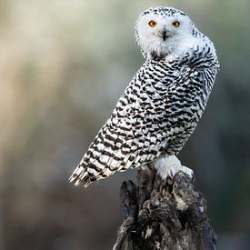 Snowy owl with probing gaze by Wietse de Graaf
