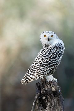 Snowy owl with probing gaze by Wietse de Graaf