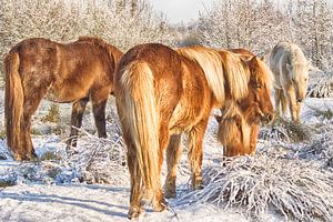Pferde im Schnee