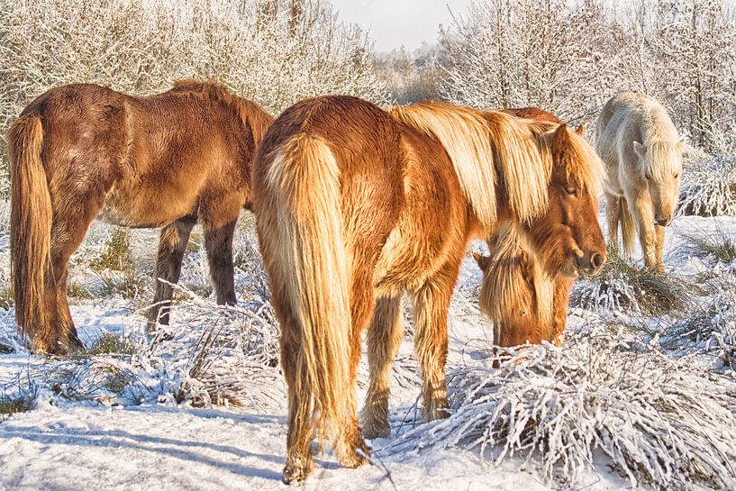 Pferde im Schnee von Egon Zitter