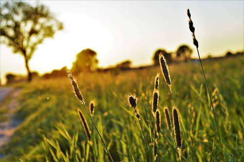 Zonsondergang in Herwijnen