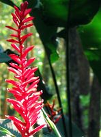 Bloem in de jungle