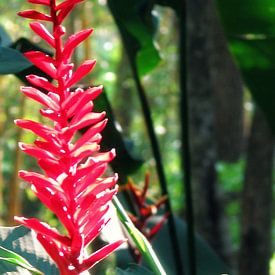 Pink flower in the jungle sur Daphne Wessel